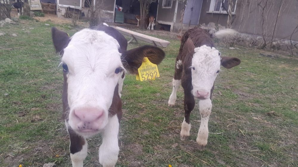 De vânzare viței !