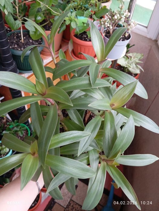 Продам растения комнатные