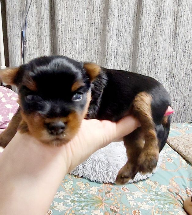 Йоркширский терьер