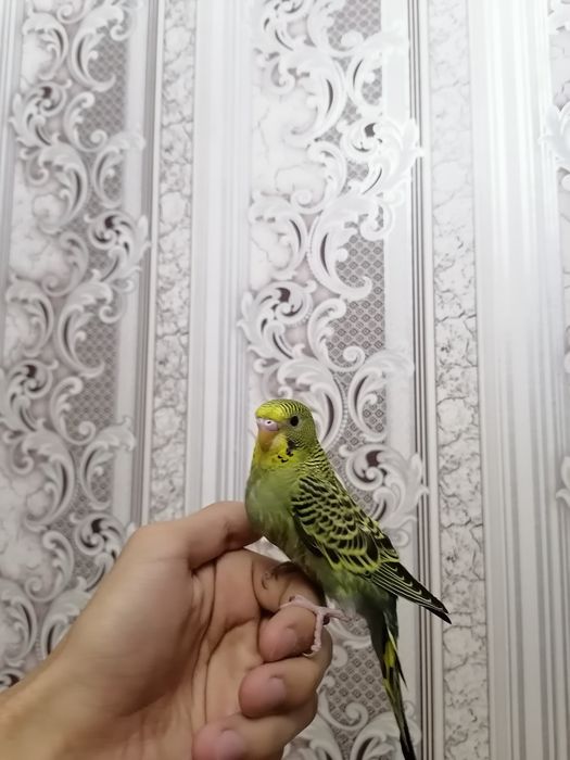 2 та кашада бокилган ручной волнистыйлар сотилади