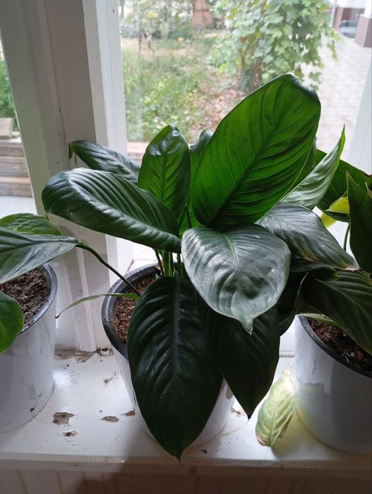 Домашние цветы...