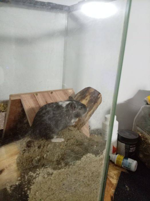 Vând gerbil,veverița mongoleza