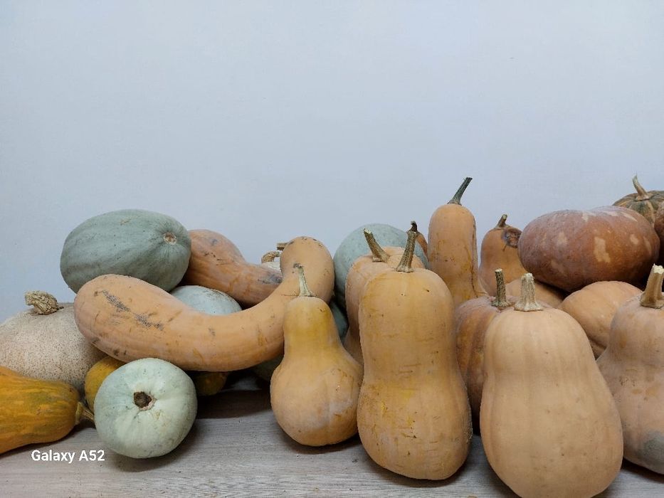 Тыква местная с огорода