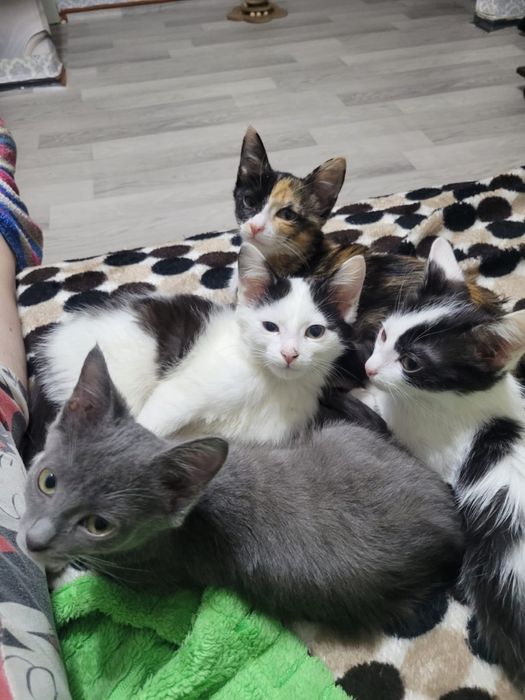 Отдами кошек в добрые руки