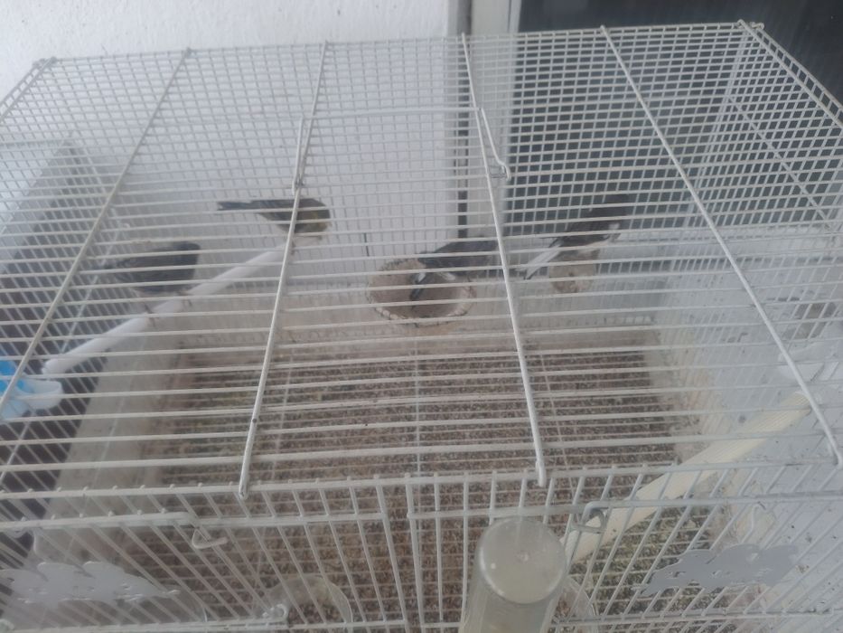 Продаются канарейки