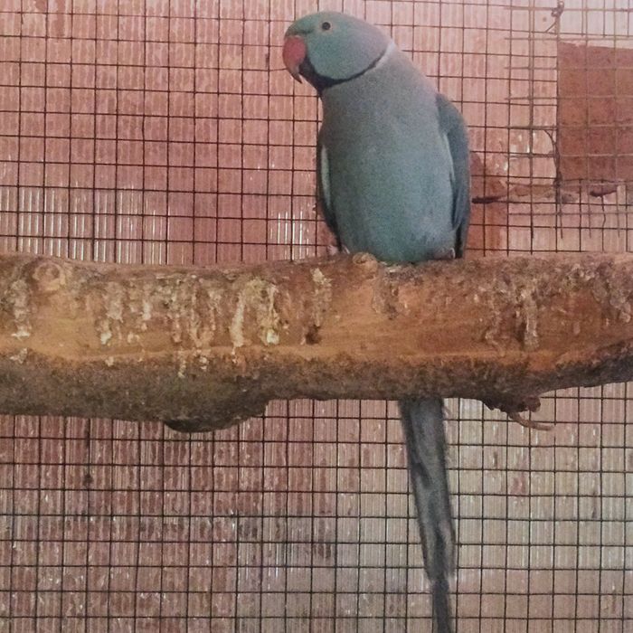 Micul Alexander maturi