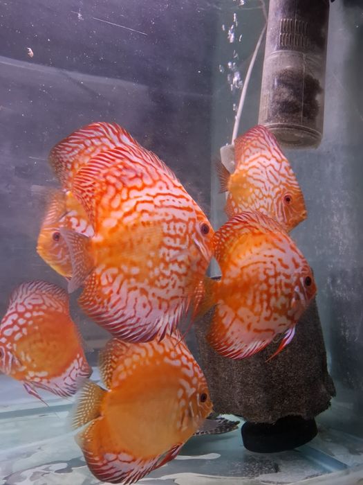 Crescatoria de discusi "Discusmaniac" Onesti