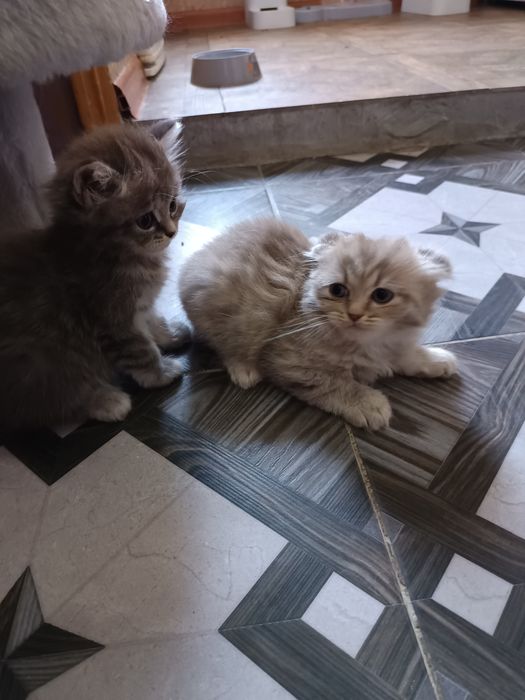 Котята пародистые