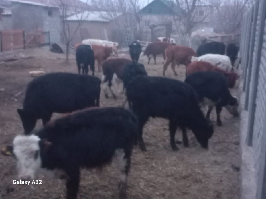 Буқалар бузаулар 8 ай мен 2 жасар аралық.