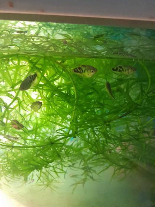 Аквариумные рыбки