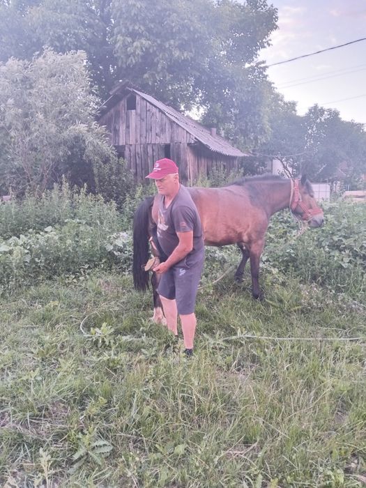 Schimb mânză de 1 an si 6 luni