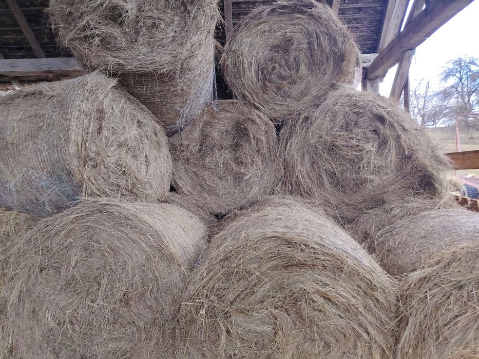 Vând baloti de fan rotunzi.