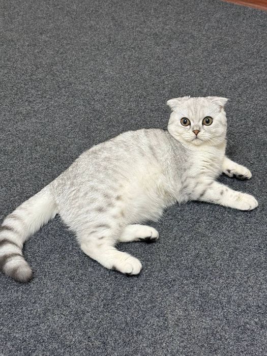 Viyazka. Toza qonli shinshilla