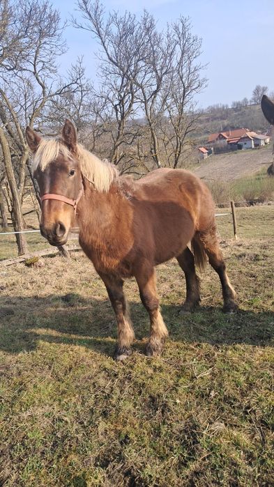 Vând mânză ciocolatie..