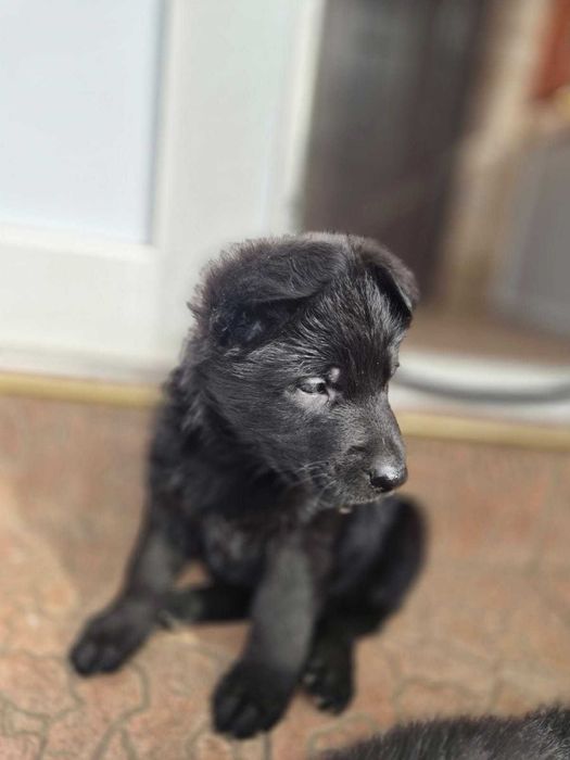 Чистокровные маленькие щенки