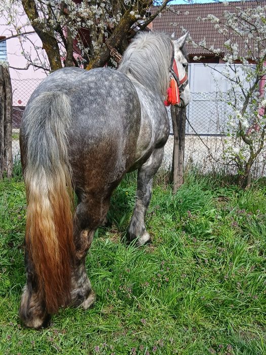 Vând manz armăsar