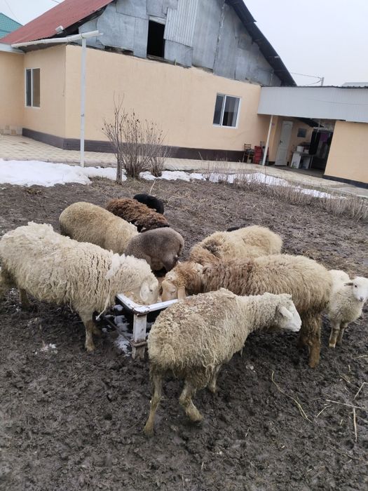 Продам маток с ягнатами домашних жирных.