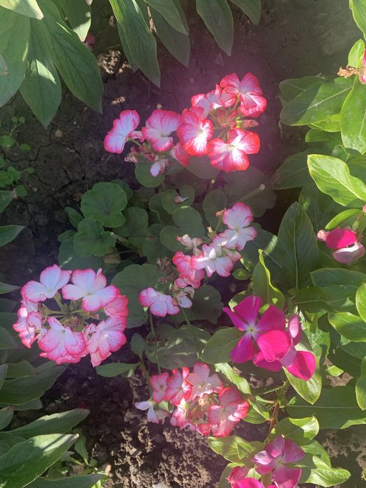 Цветы из сада разных оттенков