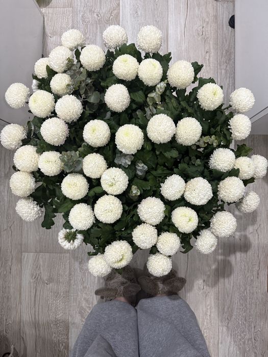 Белые помпонные хризантемы