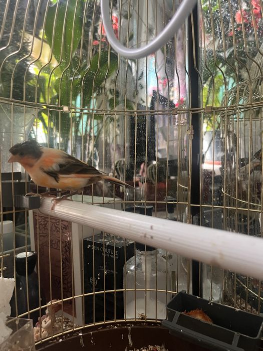 Продам птичку канарейку