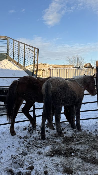 Продам Байтал 1,5г