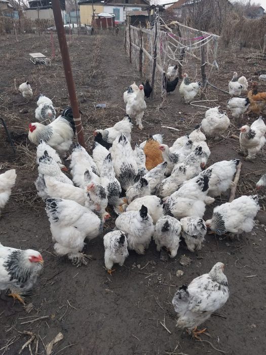 Молодые петухи палевой брамы