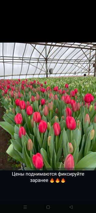 Тьюльпаны с теплицы