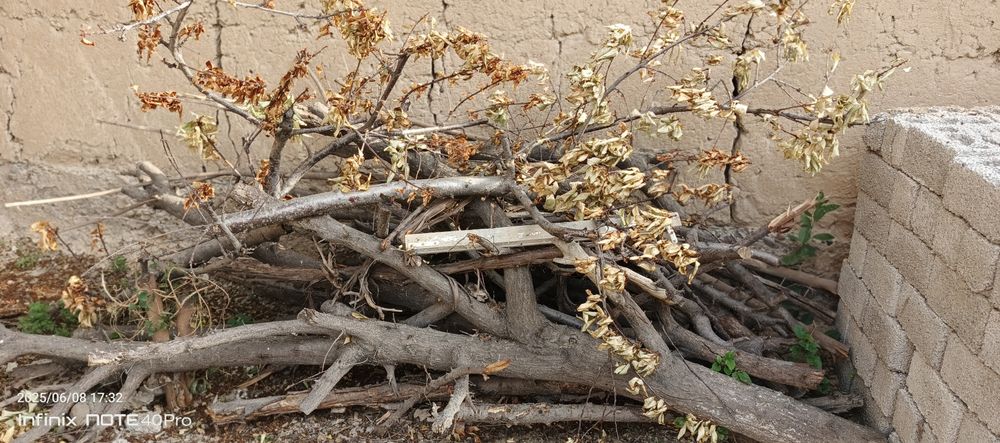 Oʻtin sotiladi tayyor kesilgan