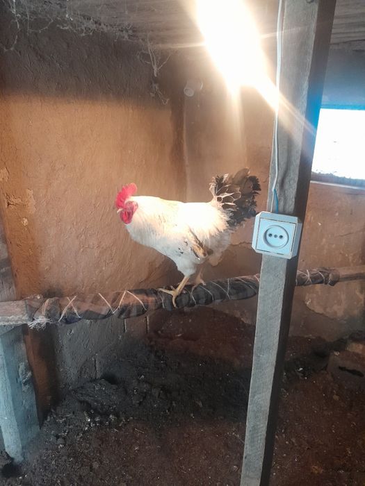 Продам питух 3000