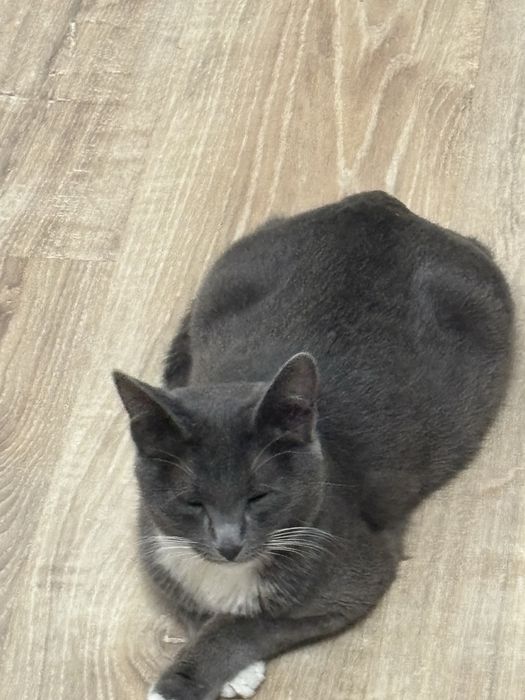 Отдаю кошку даром