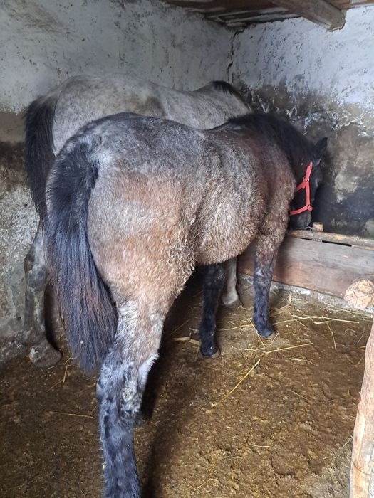 De vânzare mânz de 7 luni