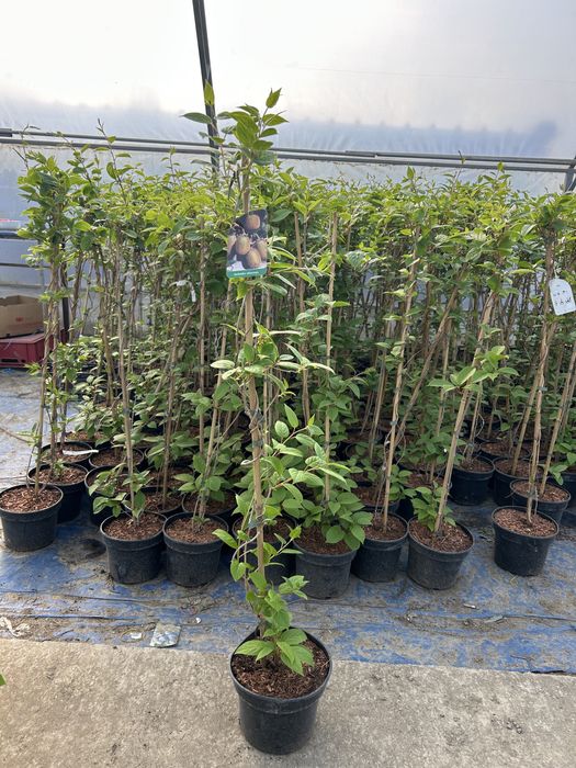 Kiwi (Actinidia chinensis) Aclimatizat