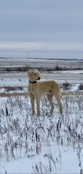 Тазы сатылады еркек