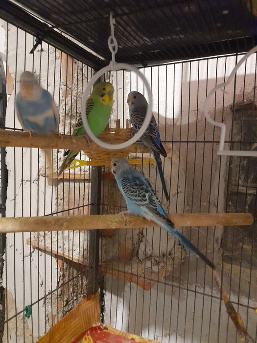 Diferite specii de papagali