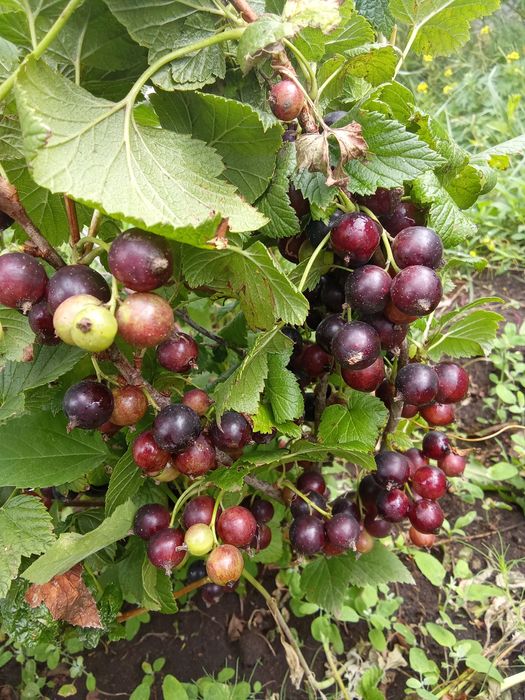 Смородина черная Ядерная