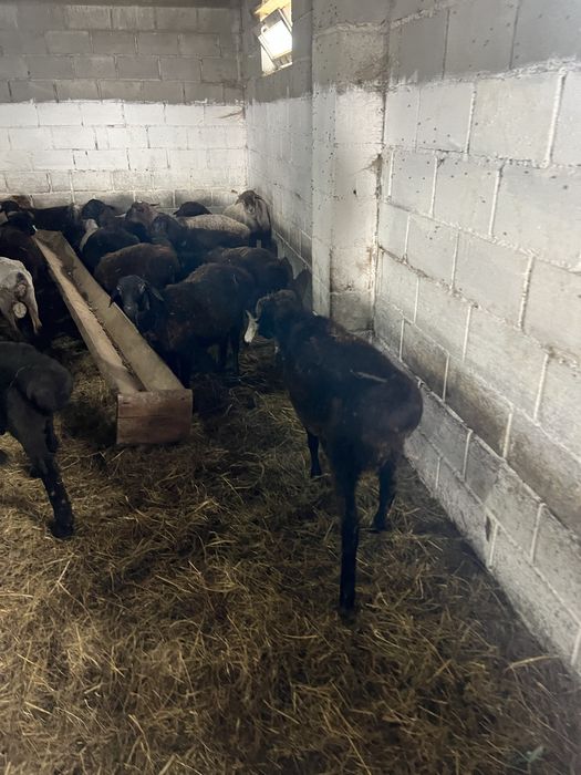 Продам баранчиков