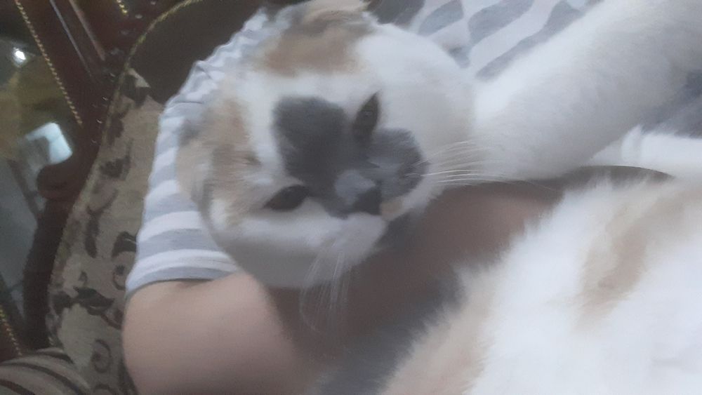 Мушу сотлади хомладор