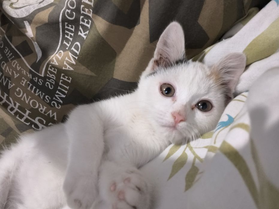 Отдам котенка, прочтите описание!!!