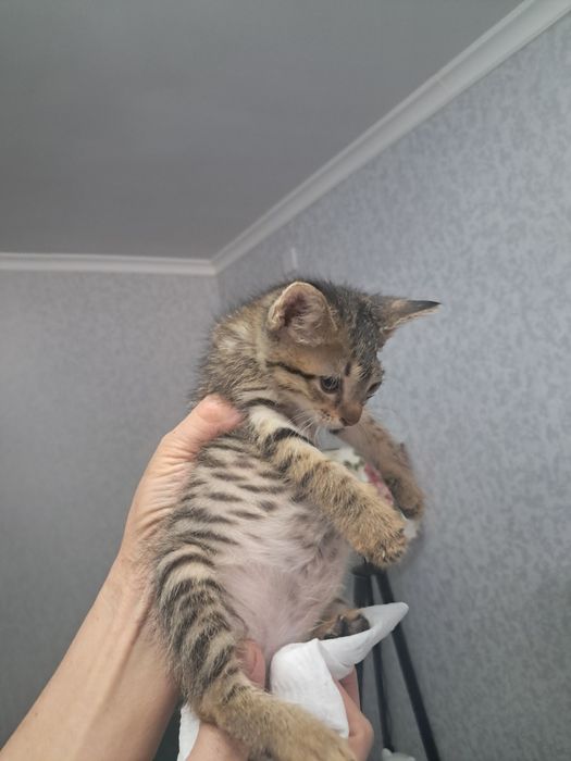 Котята в хорошие руки