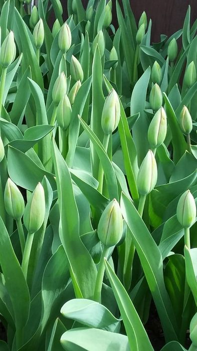 Тюльпаны Голландские на срез