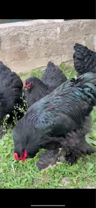 Продается яйцо брамы