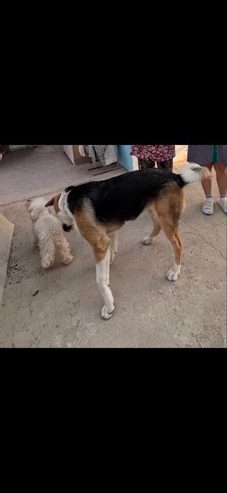 Отдам собаку ( мальчик ) в отвественные добрые руки