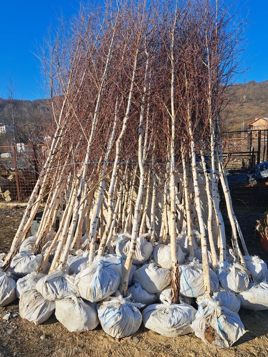 Mesteacan Alb (Betula Pendula)Platani,Tei,Frasin etc