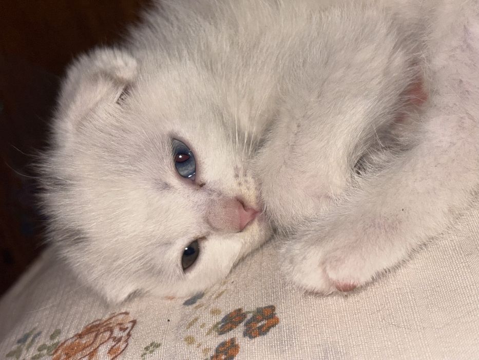 Продается котенок