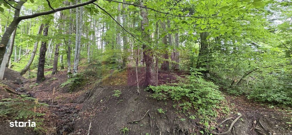 Teren intravilan 720 mp Sinaia