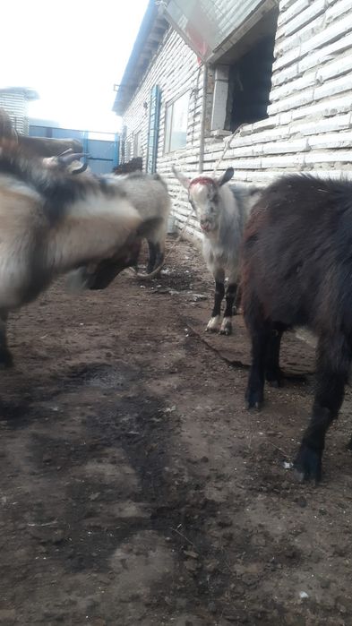 Теке сатам 5 теке сатам