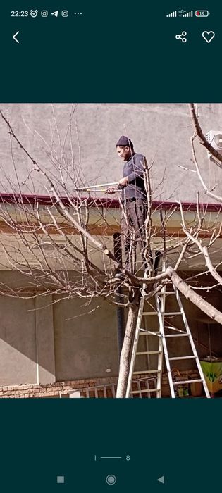 Lanshad dizayn abrezka mevali daraxtlar