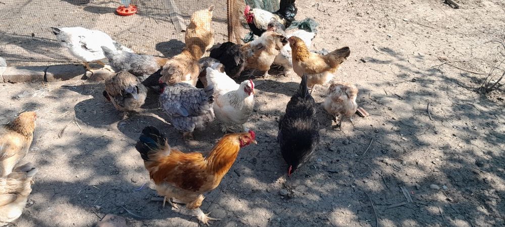Ouă de consum și incubat