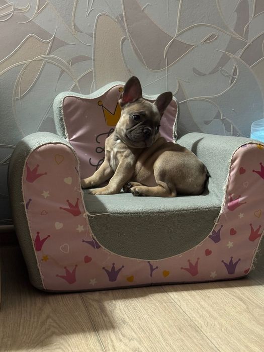 Французский бульдог девочка