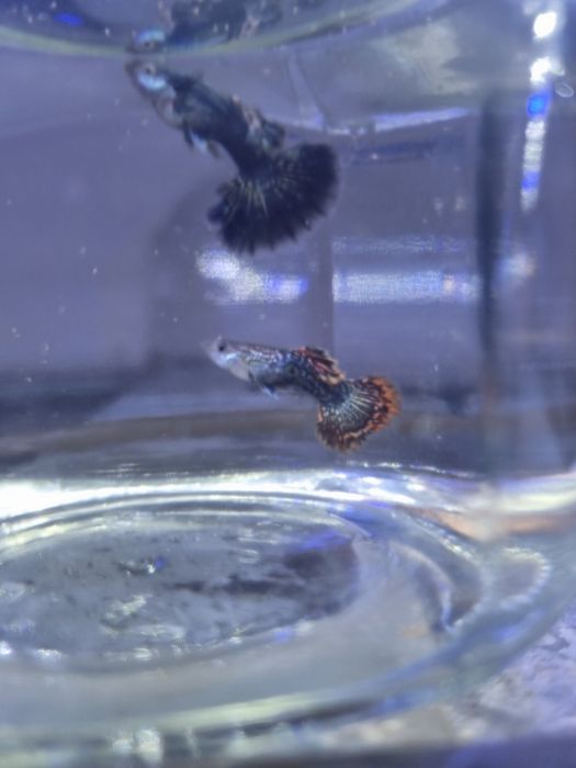 Red dragon snakeskin Halfmoon. Gupiy sotiladi